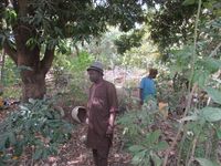 ca. 30 Jahre alte Mangob&auml;ume in Soroko (N&auml;he Banikoara) - mit die ersten von Pro Benin unterst&uuml;tzten Baumpflanzungen