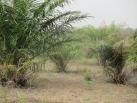 Palmenplantage Raum Dassa